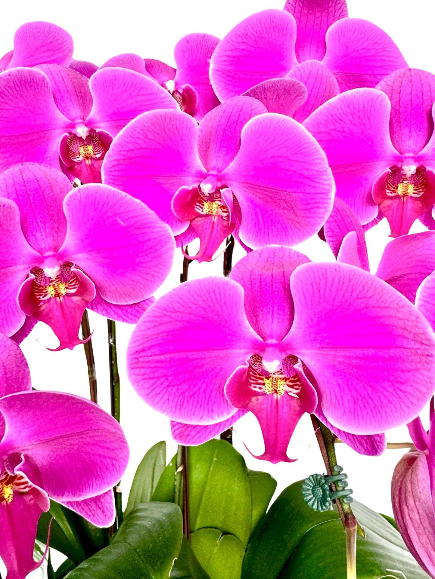 Fuschia Extravaganza